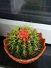 绿丝绦仙人球多肉植物金琥开花室内阳台办公室桌面四季耐旱盆栽 金琥仙人球一个 实拍图