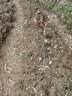 言清 正宗嫁接杨梅树苗 南方北方种植盆栽地栽果树苗庭院阳台果苗木 晚稻杨梅4年苗(当年结果) 实拍图