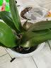 倾颜蝴蝶兰花苗鲜花四季植物 室内客厅绿植盆栽花卉大苗盆景四季长青 蝴蝶王【基简易透明原盆】 透明1.7寸【原杯原土】 实拍图