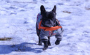 小爪星球（HICLAW）狗狗衣服法斗巴哥犬斗牛犬雪纳瑞八哥幼犬秋冬冬天衣服冬款棉服 【冬款加厚】大花棉衣 XXL（胸围67cm，建议27-35斤内） 实拍图