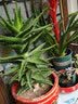 德沃多园艺花肥花卉肥料植物绿植药剂水溶肥磷酸二氢钾硫酸亚铁 500g 磷酸二氢钾 500g 实拍图