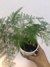 泰西丝绿植盆栽植物室内客厅绿植小盆景四季常青办公室小盆栽花卉 文竹+螺纹盆 实拍图