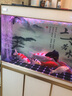 森森（SUNSUN）气泡石氧气泵用高温烧结气饼气盘水族箱增氧泵多规格气盘石 半球直径100mm 实拍图