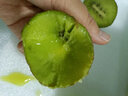 陇原红  陕西眉县徐香猕猴桃 纯甜多汁 当季新鲜绿果猕猴桃 30枚装小果彩箱装（单果60-80g) 实拍图
