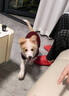 智宙狗狗衣服中型犬秋冬款保暖柴犬泰迪比熊法斗柯基学院风卫毛衣秋季 酒红学院风毛衣 XL适合14斤内 实拍图