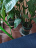 墨斗鱼加仑花盆5加仑 客厅办公落地阳台种植花卉绿萝绿植加厚花盆带托盘 实拍图