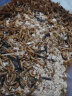 面包虫活虫黄粉虫活体虫子蝎子仓鼠角蛙鹦鹉八哥画眉小鸟食饲料虫 一千条2.5cm送镊子+1斤麦麸 实拍图