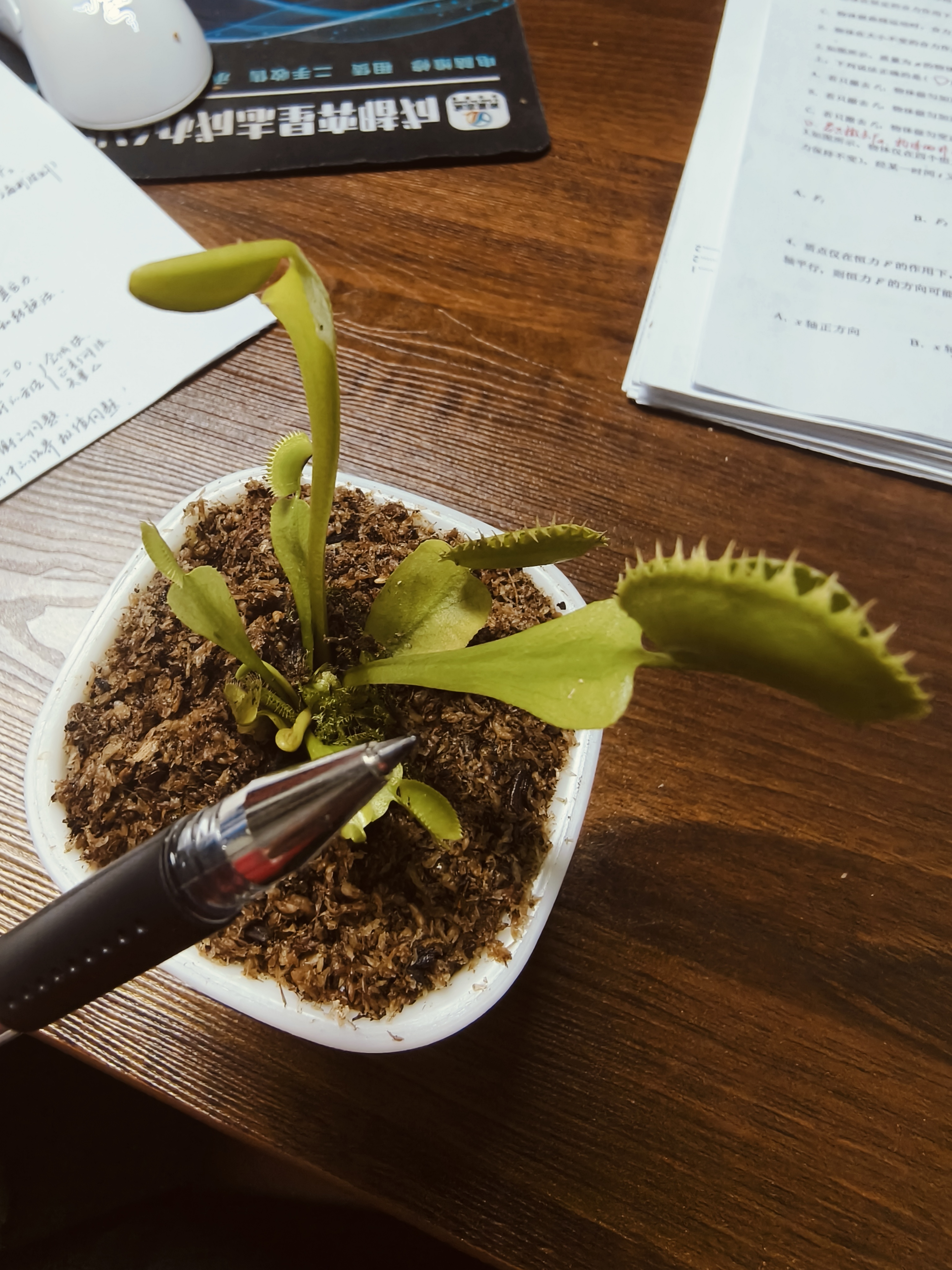 捕蝇草超大苗食人花盆栽苗食虫植物防蚊草多肉植物多肉绿植花卉 大力 捕蝇草 中苗4-6厘米 带盆栽好 实拍图