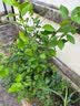 白兰花盆栽花卉植物室内花四季黄角兰白玉兰花树苗老桩带花苞开花 白兰4年苗70cm高当年开花 不含盆 实拍图