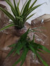 仟草集吊兰绿植盆栽室内盆栽花卉绿植物花卉盆栽土培水培吊兰 不含盆 金边吊兰整盆苗3-5棵 实拍图
