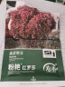 寿禾 生菜种子四季盆栽紫叶家庭种植速生蔬菜种籽 红罗莎生菜种子15g 实拍图