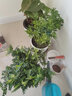 欧芽清香胡椒木植物办公室桌面绿植花卉 盆栽室内客厅 清香木独杆5年苗【加仑盆】 含盆 实拍图