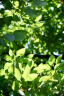 MEKE55mmf1.4自动对焦镜头大光圈APS-C半画幅适用微单Z卡口Z30，E卡口ZVE10II，X卡口XT50 尼康Z卡口（现货） 52mm 实拍图