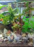 逸乐宠鱼缸水草活体鱼缸造景懒人水草套餐有茎类水榕前中后景水兰珍珠皇冠真水草水兰水族箱装饰小鱼缸造景 碗莲种子5颗已发芽 实拍图