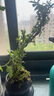 开时果 金边六月雪盆栽悬崖飘枝造型 中式禅意桌面绿植盆景源头直发包邮 金字舍得盆+苔藓+底托 实拍图