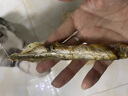 雅礼颂宠物猫咪零食多春鱼淡水满籽小鱼虾冻干幼猫磨牙营养增肥 【满籽款约15条】多春鱼50g 实拍图