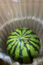 无籽麒麟瓜 大西瓜1粒装 单果2.5kg起 甜瓜 新鲜水果 实拍图