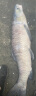 火蓝刀锋鸿运当头二代加强鱼竿大物竿新版鲟鱼青鱼巨物19调暴力杆大物杆 7.2m 晒单实拍图