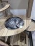 珑小宠猫爬架猫窝加粗大型猫树一体太空舱猫架子小户型不占地麻绳猫玩具 195cm 8层 【多猫ZM款】 实拍图