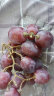 京鲜生 进口红地球(Red Globe)红提 450g尝鲜装 新鲜葡萄提子 生鲜水果 实拍图