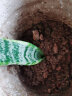 雅卉金边虎皮兰室内绿植盆栽盆景虎尾兰多肉植物虎耳兰 50-60厘米3颗不含盆 不含盆 晒单实拍图