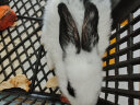 朗缤 兔子活体宠物兔活体新西兰肉兔公主兔小白荷兰侏儒活物兔子宠物 花背熊猫公主兔1只 实拍图