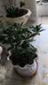 萌肉居金边瑞香观花植物盆栽庭院阳台/金边瑞香原盆土+备用盆源头直发 实拍图