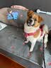 TRUELOVE狗狗牵引绳背心式遛狗链子小型犬胸背带泰迪金毛宠物用品法斗柯基 碎花红（不含牵引绳） M胸围56-69cm建议7-18kg 实拍图