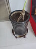 金属铁移动花盆托盘圆形万向轮加厚盆栽花架托盘带轮花盆底座滚轮 铁质紫铜色400 实拍图