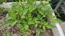 寿禾 罗勒种子蔬菜九层塔阳台四季食用秋冬季香草植物种籽 埋香九层塔种子2000粒 实拍图