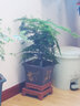 爵遇良品宜兴紫砂兰花盆带托盘君子兰盆中小型桌面家用绿萝蝴蝶兰阳台花盆 大高六方静心（青灰色）配底座 图上标注 实拍图