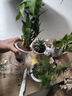 祺典花卉植物室内花办公桌面净化空气水培小绿植好养易活驱蚊盆栽 【吸甲醛小能手】金钻+七叶莲 带盆栽好 实拍图