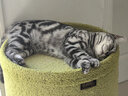 神经猫猫零食冻干猫咪零食鸡胸肉冻干成猫幼猫营养增肥主食猫粮鸡肉粒 【0添加大块鸡胸肉】 500g*4桶 【4桶约180个】 实拍图