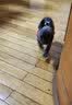 TRUELOVE狗狗牵引绳小型犬狗绳子遛狗绳背心式泰迪柯基宠物用品小狗胸背带 灰桔色 2XS(胸围28-32cm)建议3-5斤选择 实拍图