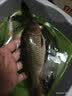 渔家傲老三样饵料野钓腥香鱼饵鲫鲤草鳊通杀三合一鱼食一包搞定四季通用 老三样三合一饵料（60克）发10包 实拍图