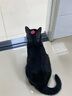 弗列加特猫主粮烘焙猫粮鲜肉粮Fregate 85%高鲜肉烘焙粮 全价鲜肉烘焙猫粮 【磷虾油美毛】鸡肉配方1.8kg 实拍图