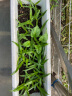 花儿朵朵 菠菜 绿色 蔬菜种子 家庭园艺/园艺休闲 300粒/袋 实拍图
