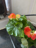春沭 盆栽植物玫瑰海棠带花发货 四季海棠花盆栽 丽格海棠绿植盆栽 橙色 含盆 实拍图
