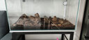 森森（SUNSUN）龙鱼缸加热棒自动恒温变频省电加温棒水族箱加温器变频数显 升级款热循环300W（实时功率显示） 实拍图