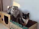皇家猫粮挑嘴成猫粮全价营养成猫猫粮通用粮 送猫砂罐头 EF38【肠道口感香味三合一】20kg 实拍图
