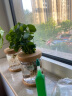 温馨满屋（V.S.M.V）办公室水培养生植物绿植室内盆栽好养活富贵竹九里香小盆栽 绿萝+创意新款盆 实拍图