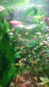 卡奇鱼 斑马鱼 淡水鱼 观赏鱼 小型观赏鱼 热带鱼 蝶翼斑马荧光好养易活 糖果斑马30条1.5-2.5cm最少5色 实拍图