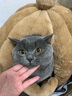 MinkSheen猫窝狗窝冬季凉爽鲨鱼房子猫屋网红封闭式猫咪用品夏季猫床可拆洗 灰色猫头窝特大号【25斤内猫咪】 实拍图