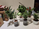 九千谷清香木九里香绿植盆栽花卉驱蚊防虫花草水培土养植物源头直发 实拍图