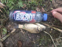 龙王恨鱼饵野战蓝鲫速攻九一八饵料拉丝粉老三样大野战腥香鲫鱼饵料配方 918野战腥300g【3包】 实拍图