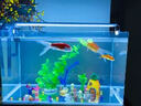 YEE鱼缸金晶超白玻璃水族箱小型桌面客厅40金鱼缸裸缸热弯鱼缸自循环 60*30*35cm+壁挂过滤器+鱼缸灯 实拍图