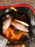 小凤仙芦苇浮漂龙源H-LY鱼漂高灵敏轻滑口醒目加粗浮漂近视黑坑鲫鱼漂 实拍图