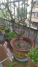 沭之美垂丝海棠花卉盆栽树苗盆景植物 垂丝海棠地径3.5厘米 （不含盆） 晒单实拍图