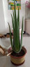 菜友库拉索芦荟带根新鲜芦荟苗绿植盆栽观叶植物 40厘米高1颗 不含盆 实拍图