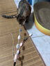 宠物自嗨解闷神器猫咪逗猫棒猫猫玩具耐咬绒球流苏仙女棒小猫咪用 颜色随机【2根】 实拍图